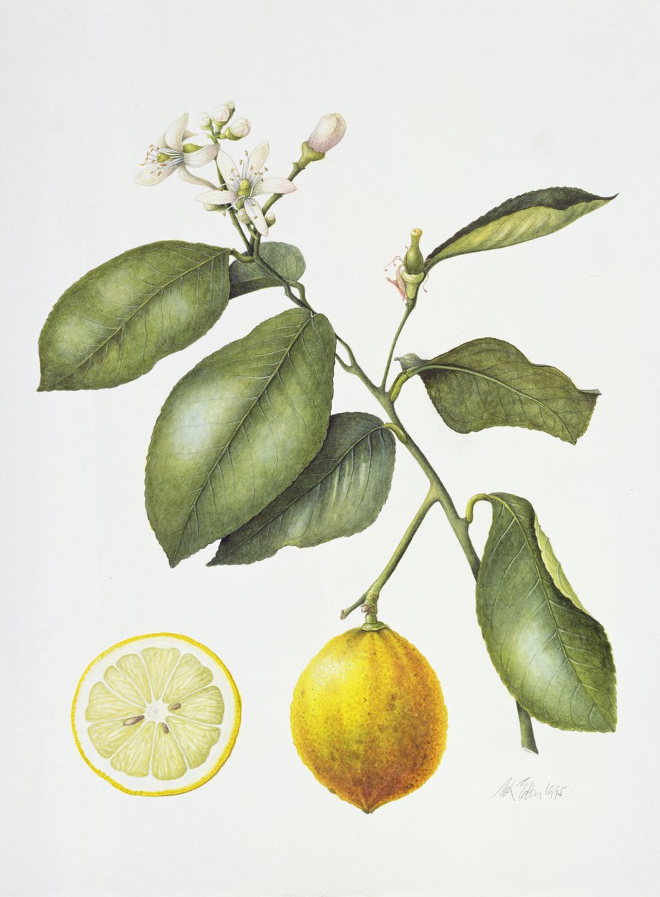 Citrus Bergamott, 1995 (wc på papper) av Margaret Ann Eden