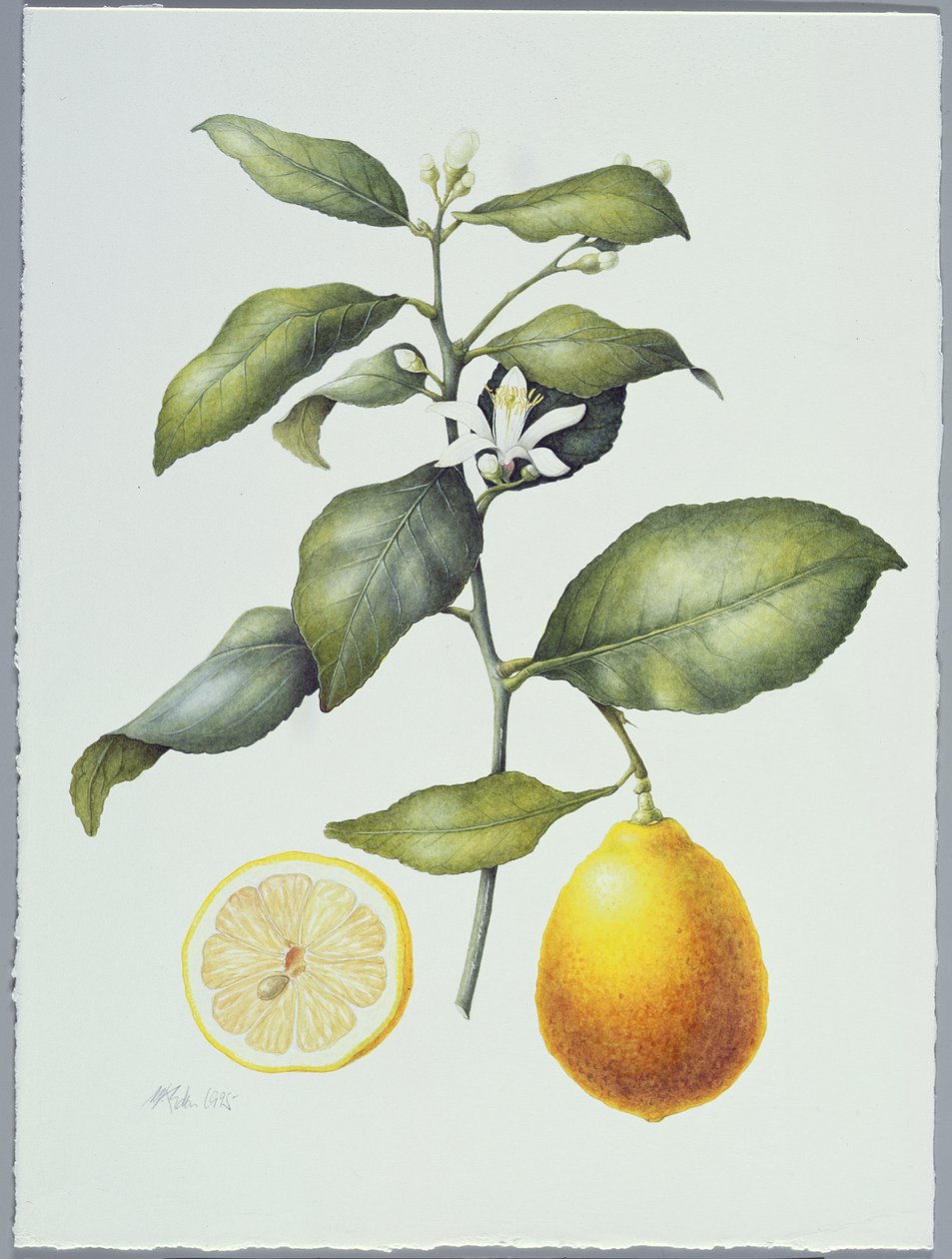Citrus Limon, 1995 (wc på papper) av Margaret Ann Eden