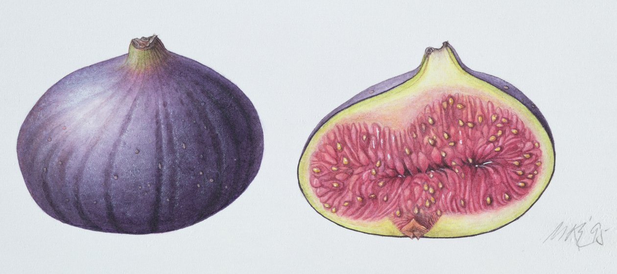 Figs, 1995 (wc på papper) av Margaret Ann Eden