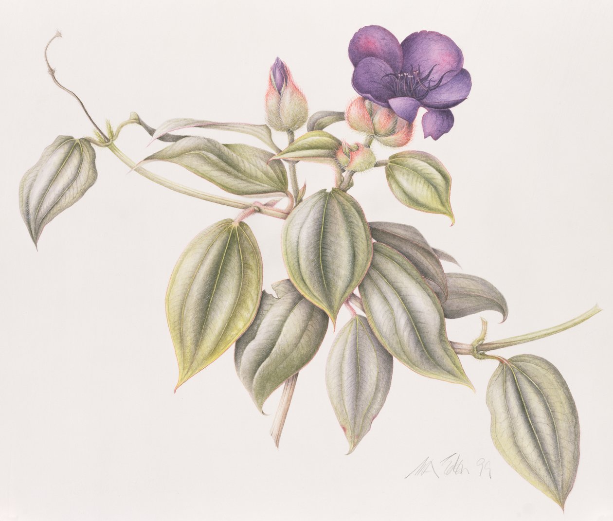 Glory Flower (Tibouchina Urvilleana) 1999 (wc på papper) av Margaret Ann Eden