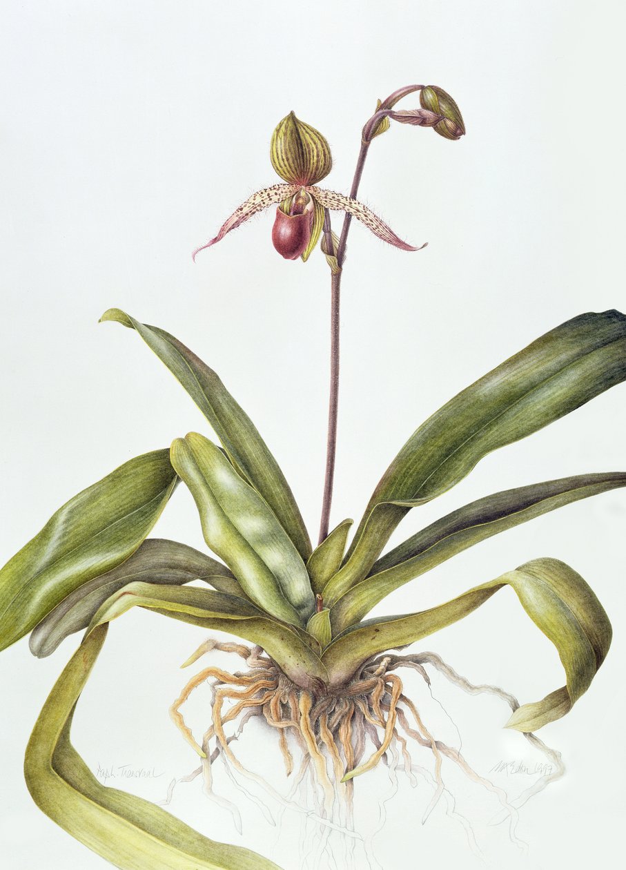 Iris, 1995 (wc på papper) av Margaret Ann Eden