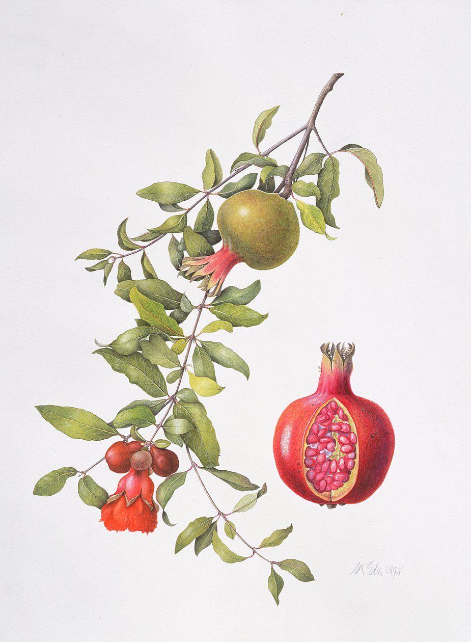 Granatäpple, 1995 av Margaret Ann Eden