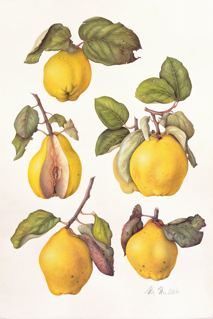 Quinces, 2006 (wc på papper) av Margaret Ann Eden