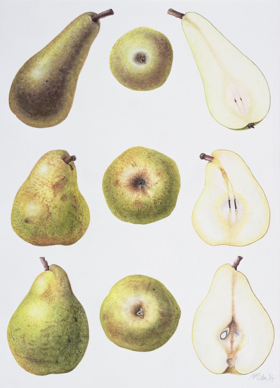 Six Pears, 1994 (wc på papper) av Margaret Ann Eden