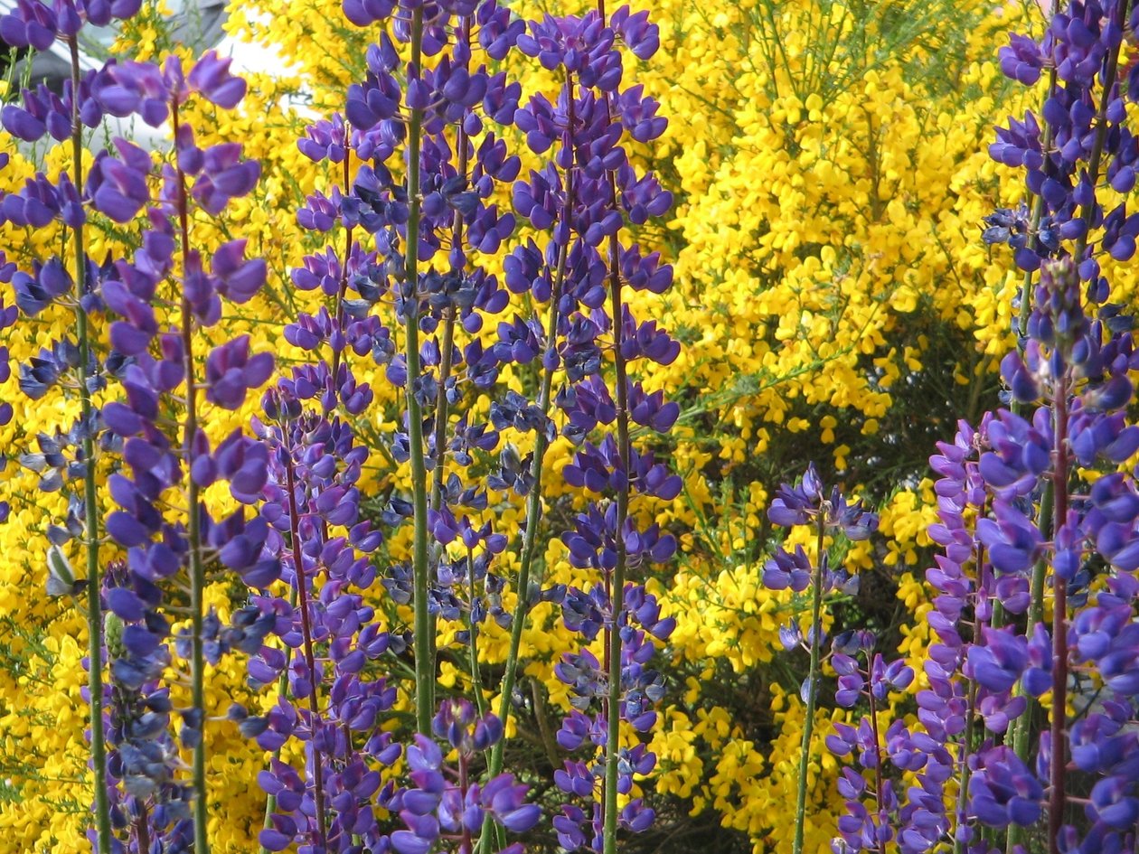Lupiner på Tierra del Fuego. av Margareta Uliarte