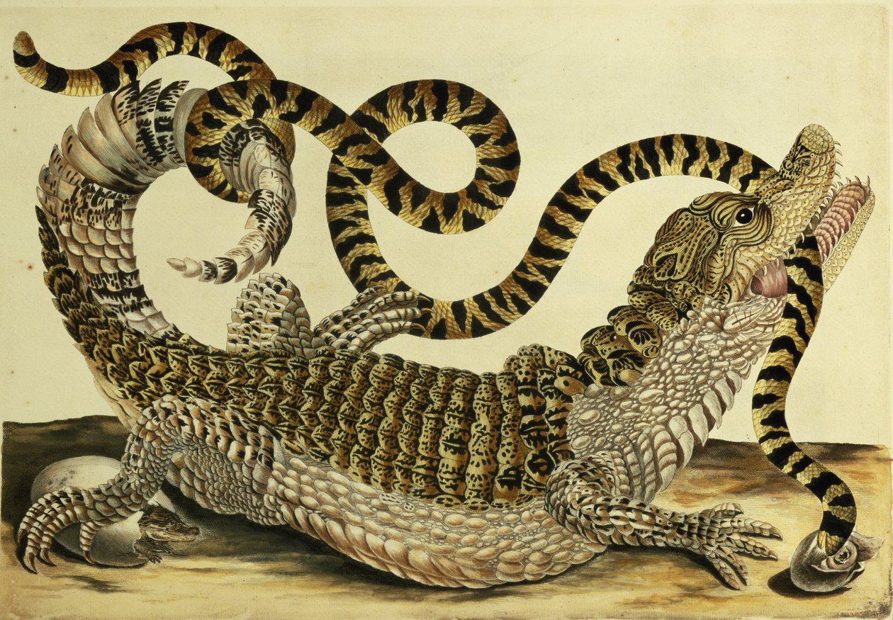 Alligator och orm, 1730 av Maria Sibylla Merian