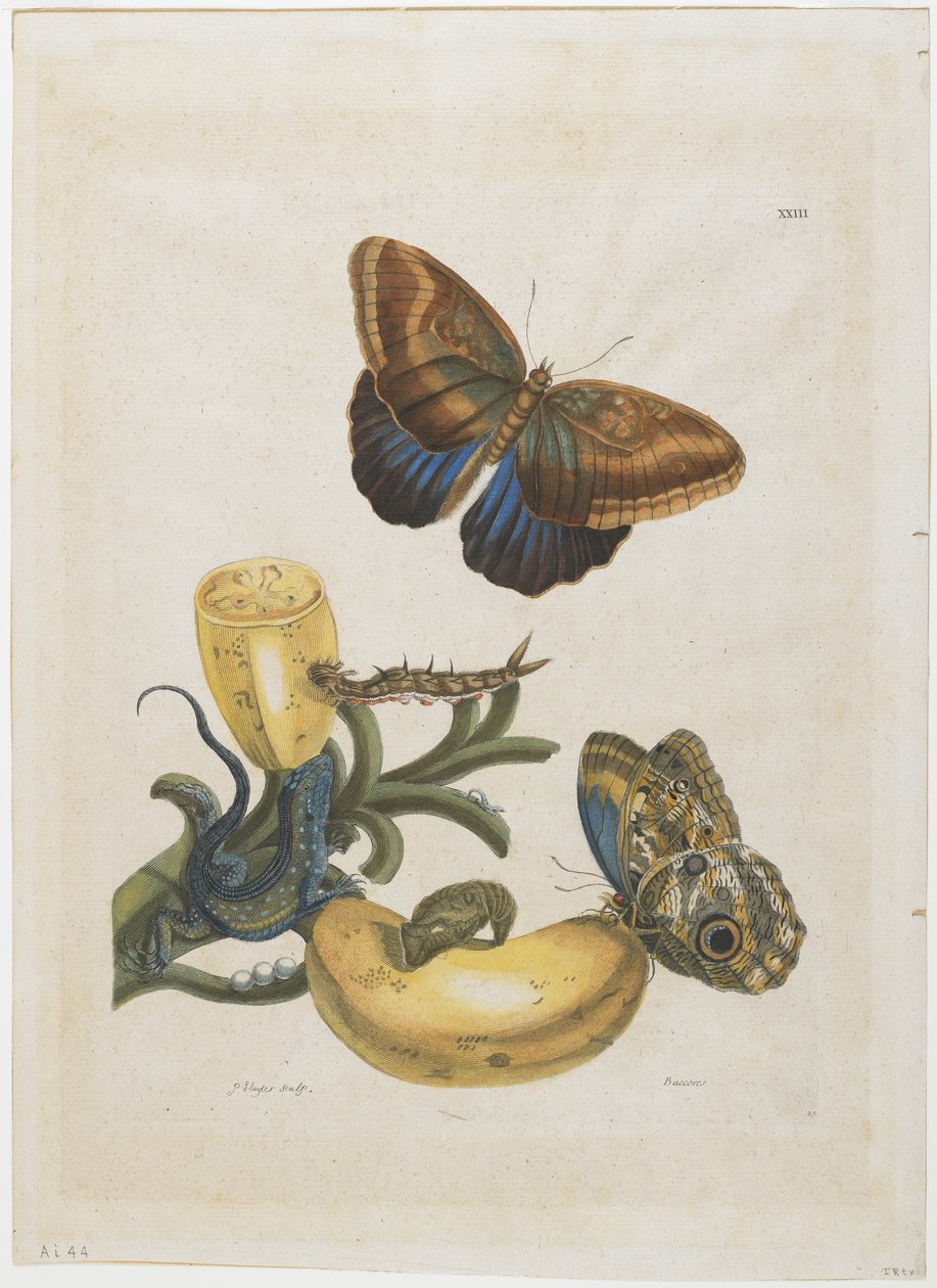 Bananer och blå ödla, 1705-71 (handfärgad etsning och gravyr) av Maria Sibylla Merian