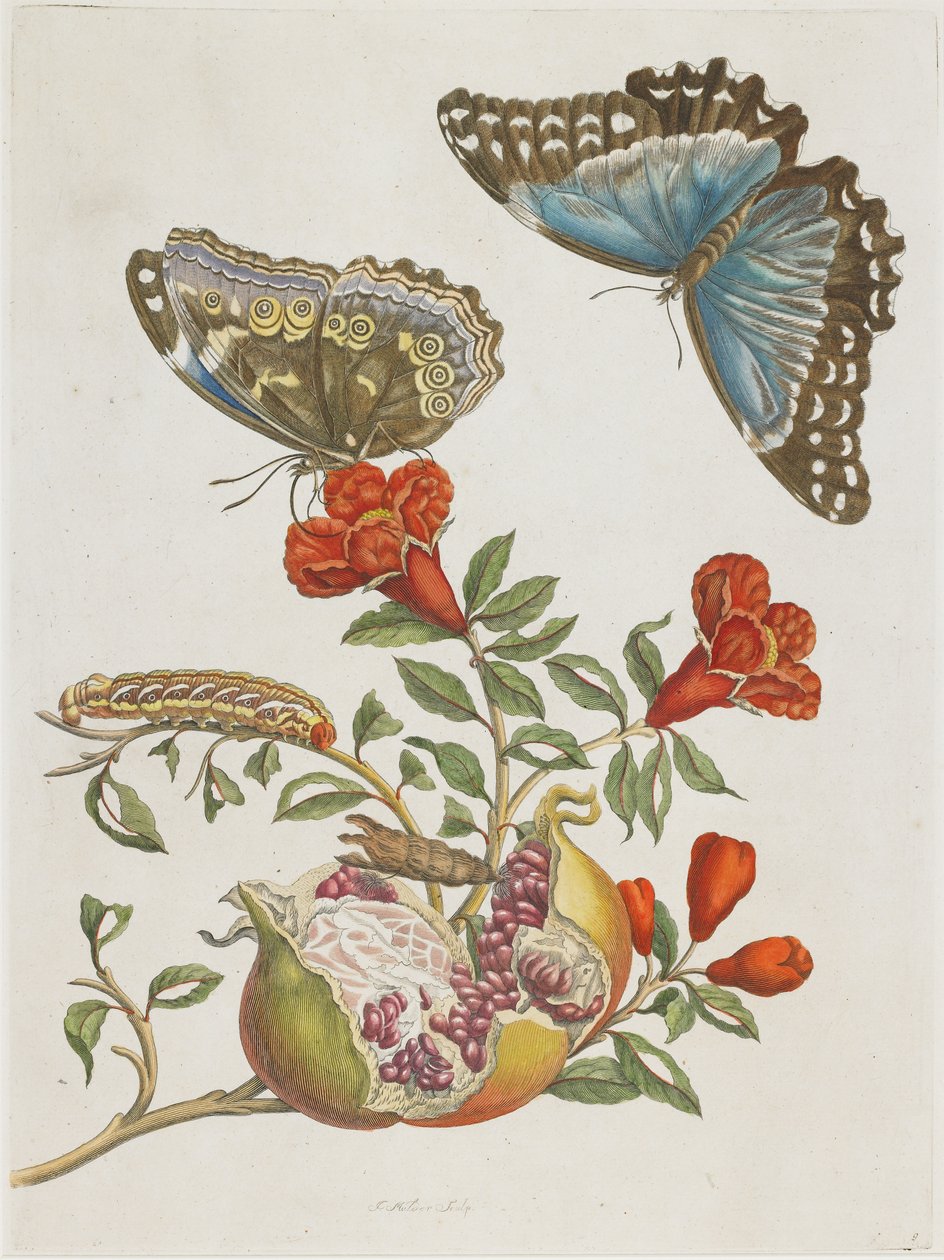 Blå fjärilar och granatäpple, 1705-1771 av Maria Sibylla Merian