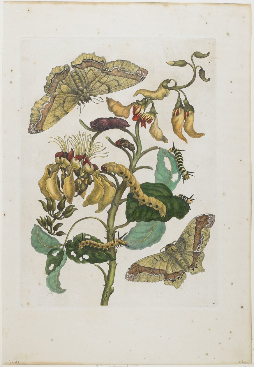 Larver, fjärilar och blommor, 1705-71 (handfärgad etsning och gravyr) av Maria Sibylla Merian