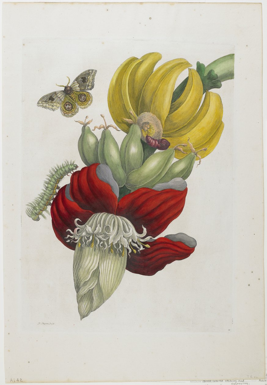 Blomställning av banan, 1705 (handfärgad etsning och gravyr) av Maria Sibylla Merian