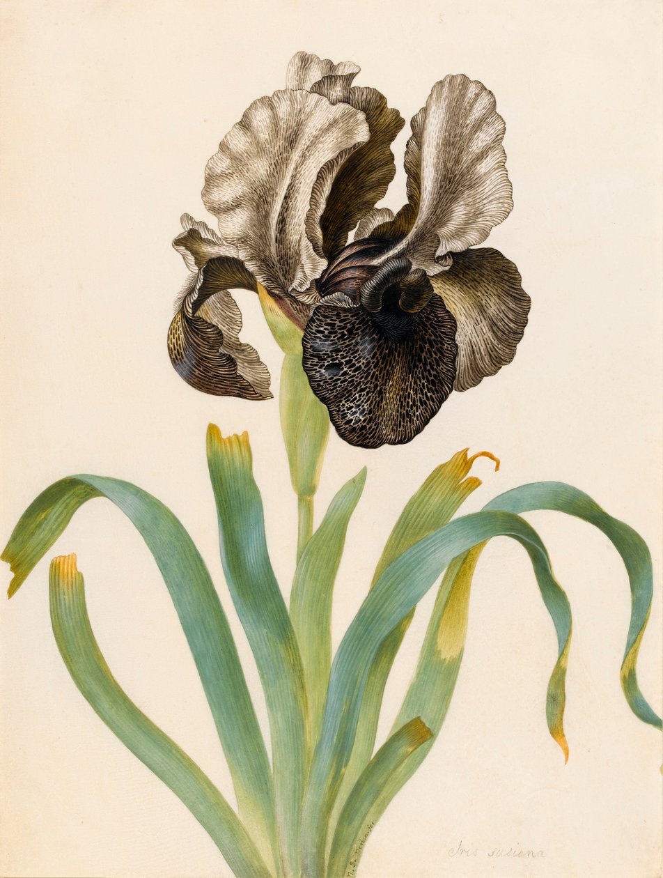 Iris Susiana (wc på veläng) av Maria Sibylla Merian