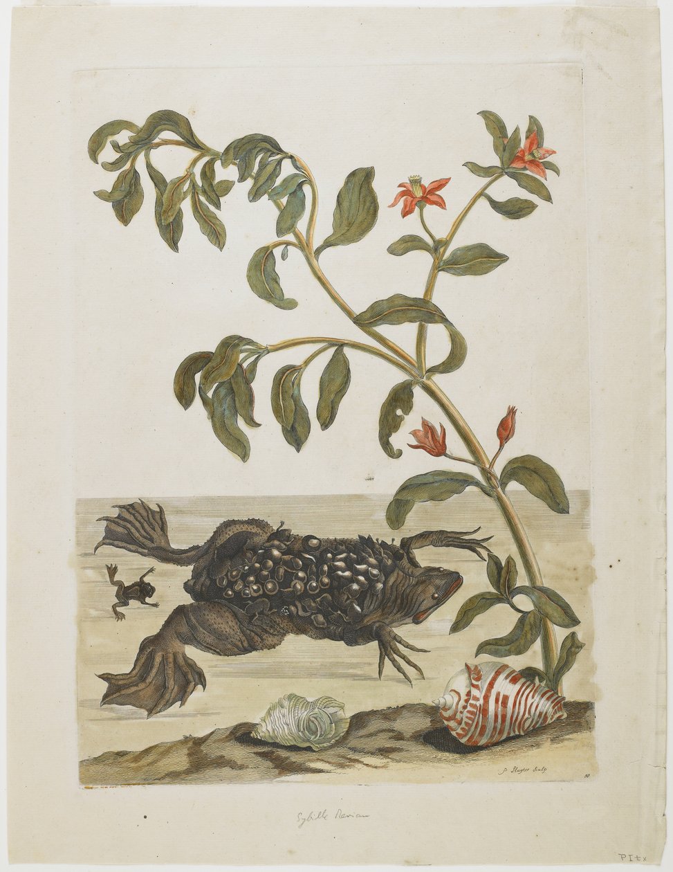 Surinampadda hane, med ägg på ryggen (avsatt där av honan), snäckor och blommande växt, 1705-71 (handfärgad etsning och gravyr) av Maria Sibylla Merian