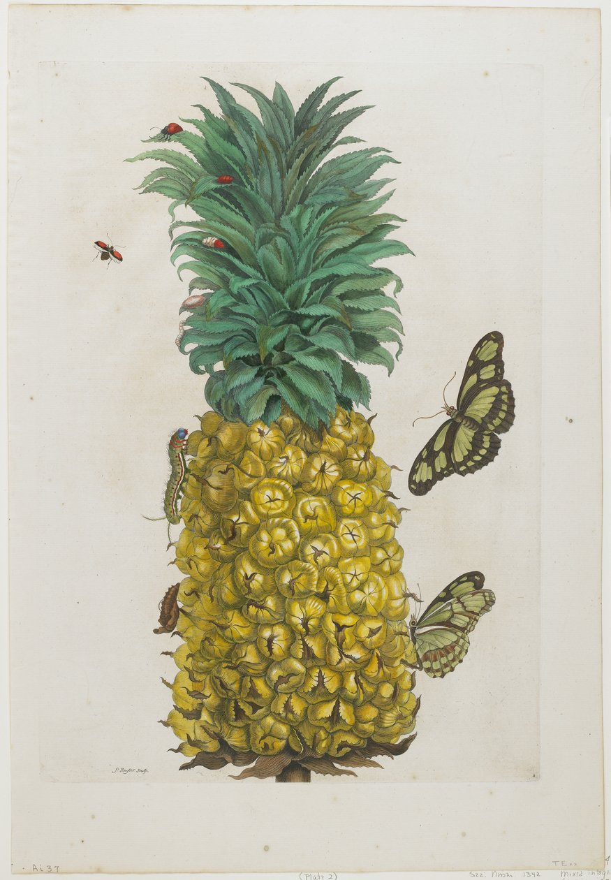 Mogen ananas med fjärilar, 1705-71 (handkolorerad etsning och gravyr) av Maria Sibylla Merian