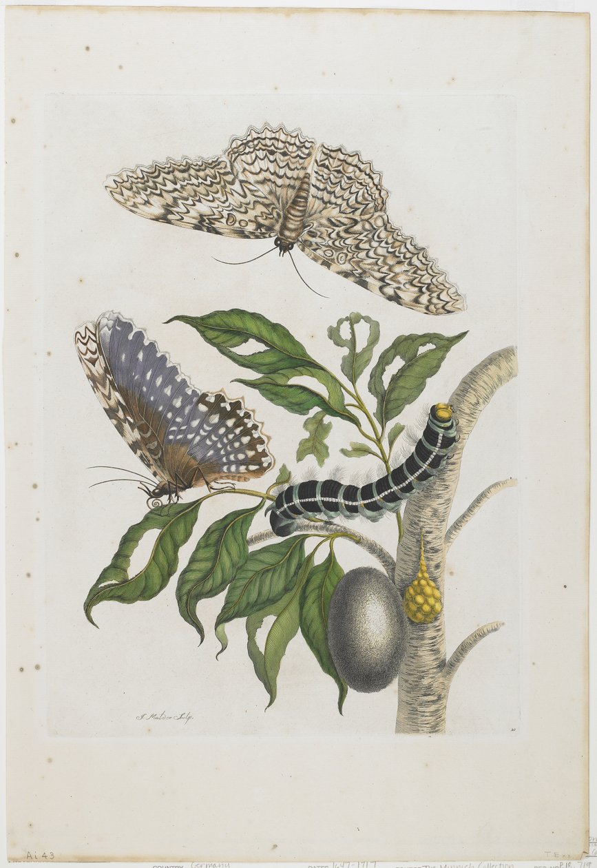 Mal, larver och lövverk, 1705-71 (handfärgad etsning och gravyr) av Maria Sibylla Merian