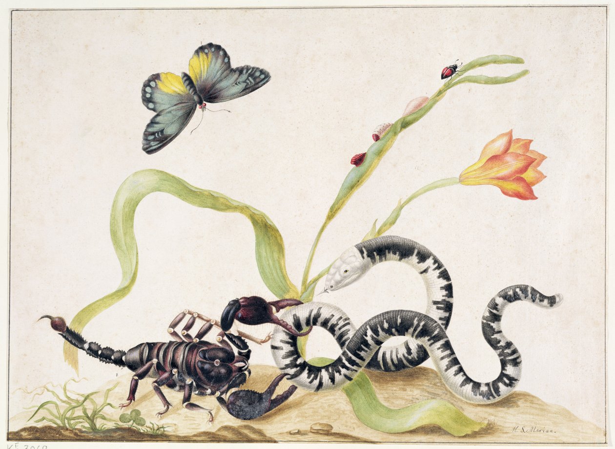 Scorpion and Snake (grafit & wc på papper) av Maria Sibylla Merian