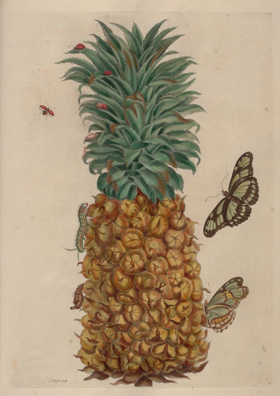 Ananas och kackerlacka, illustration från Metamorphosis insectorum Surinamensium av Maria Sibylla Merian