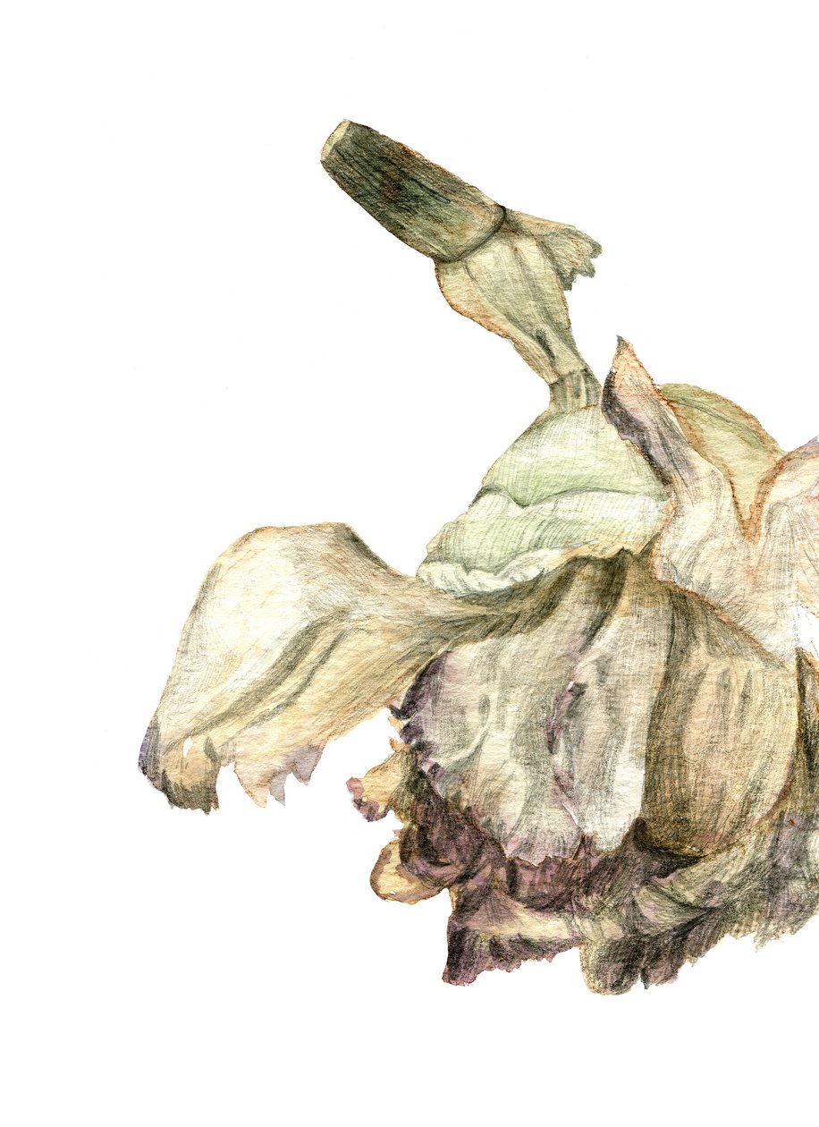 Nejlikblomma, 2018 av Maria Basea