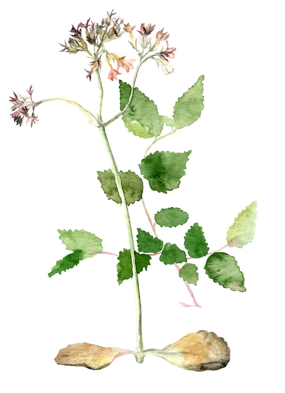 Blommor, 2018 av Maria Basea