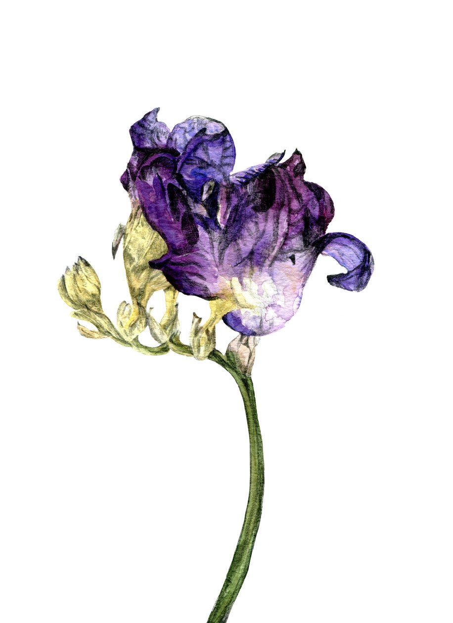 Freesia blomma, 2018 av Maria Basea