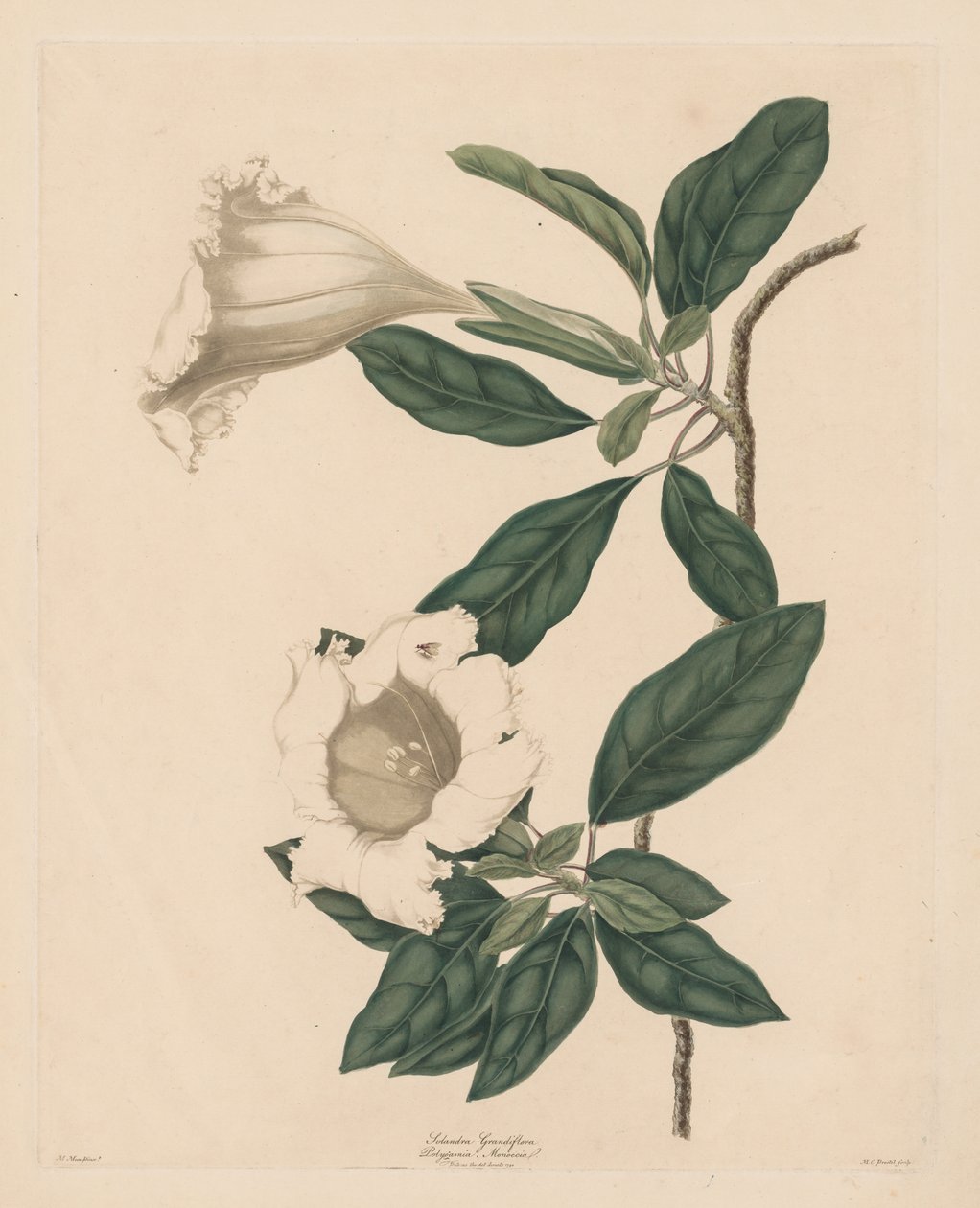 Chalice Vine, 1790. av Maria Catharina Prestel