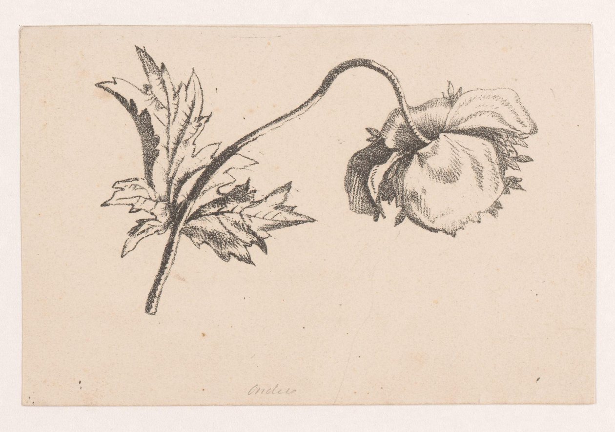 Vallmo av Maria Geertruida de Goeje Barbiers (attributed to)
