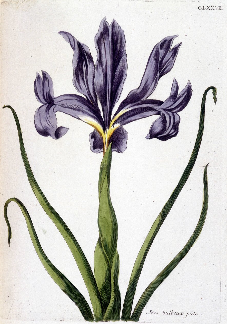 Okänd bild av Maria Sibylla Merian