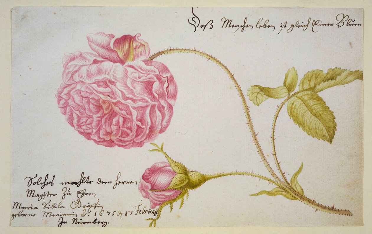 Albumblad med ros, 1675 av Maria Sibylla Merian