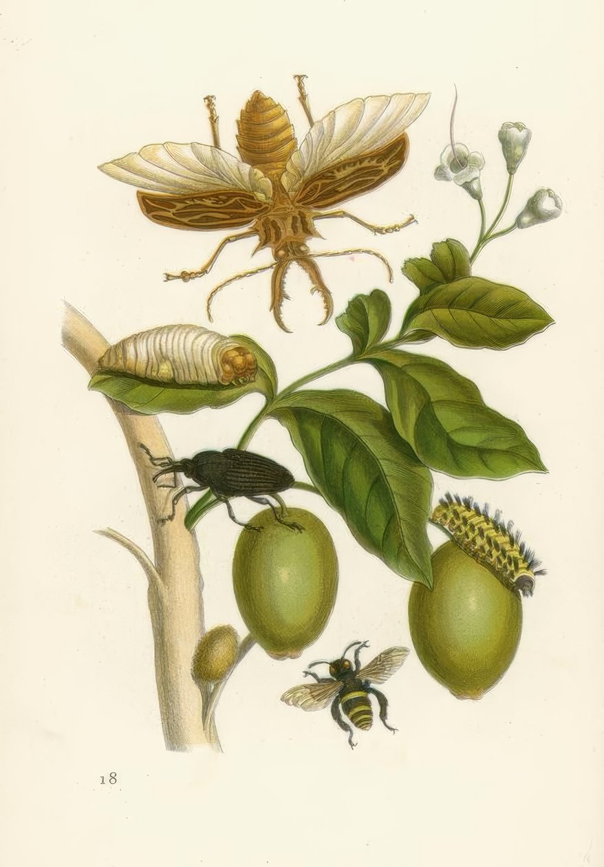 Tabrubaträd, skalbagge ... / M.S.Merian av Maria Sibylla Merian