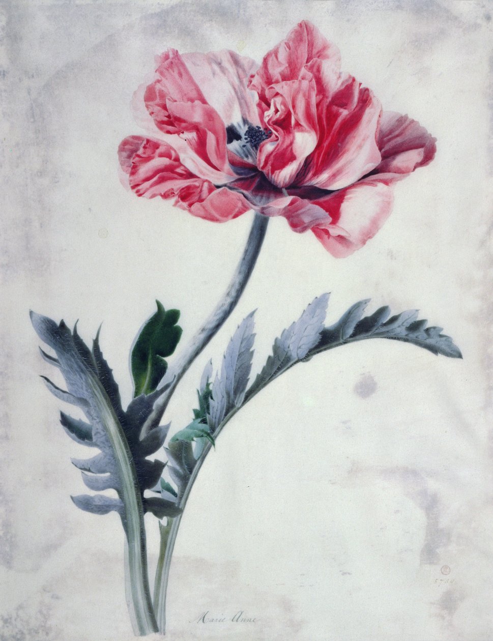 Blomdelar, Orientalisk vallmo av Marie Anne