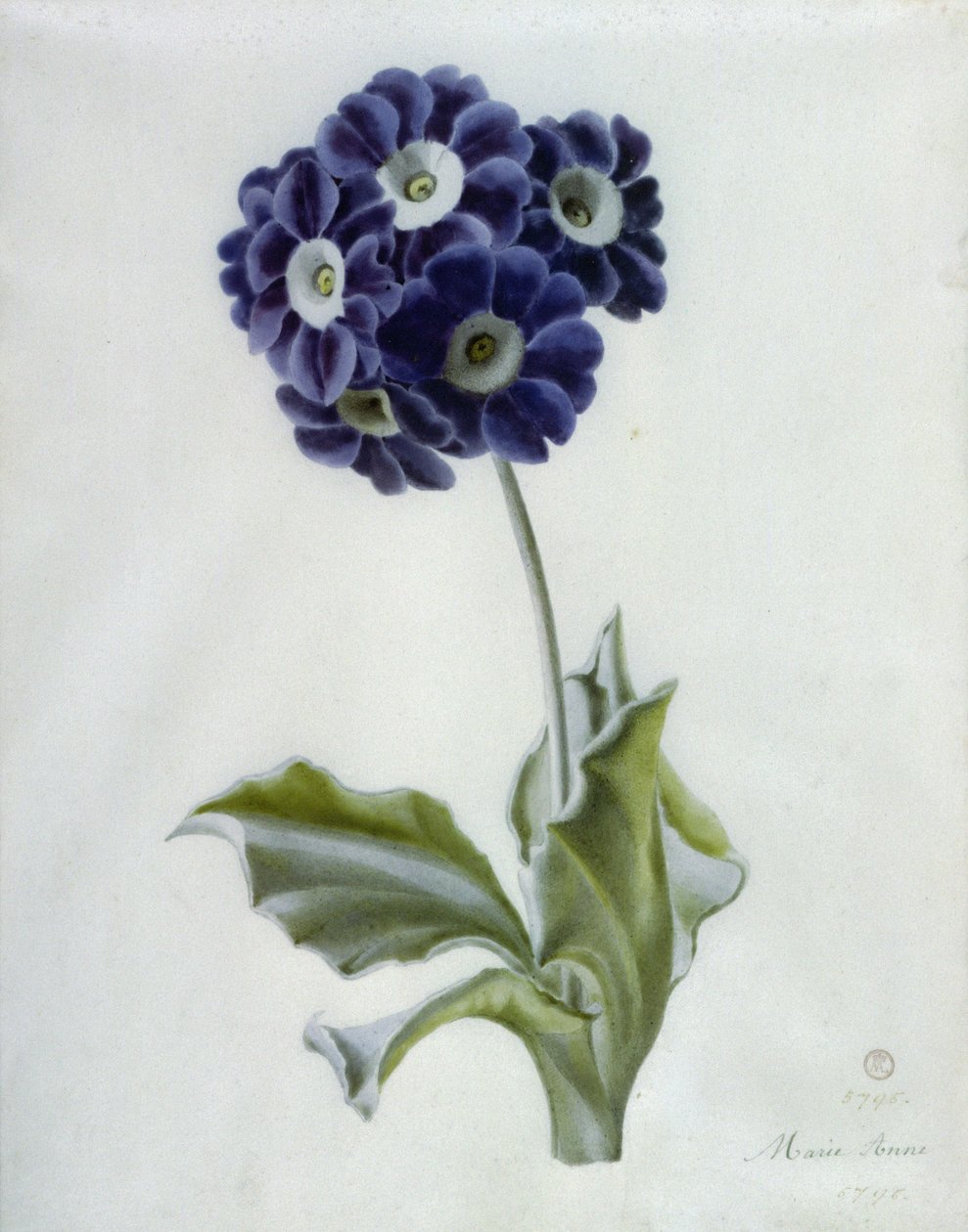 Polyanthus av Marie Anne