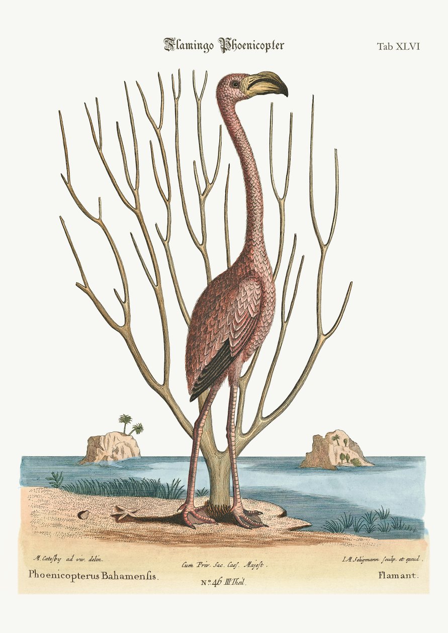 Flamingo, 1749-73 av Mark Catesby