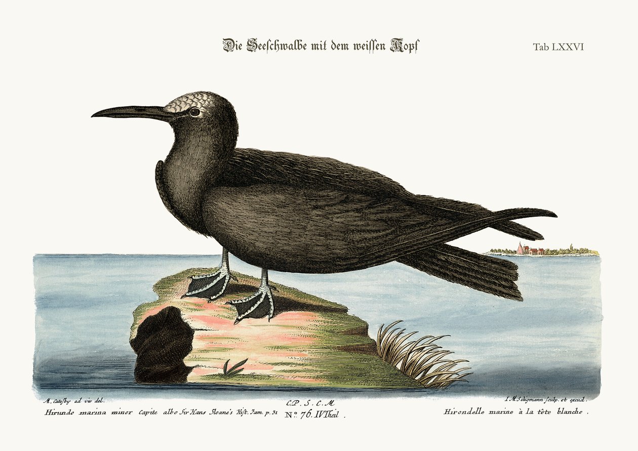 Noddy, 1749-73 av Mark Catesby