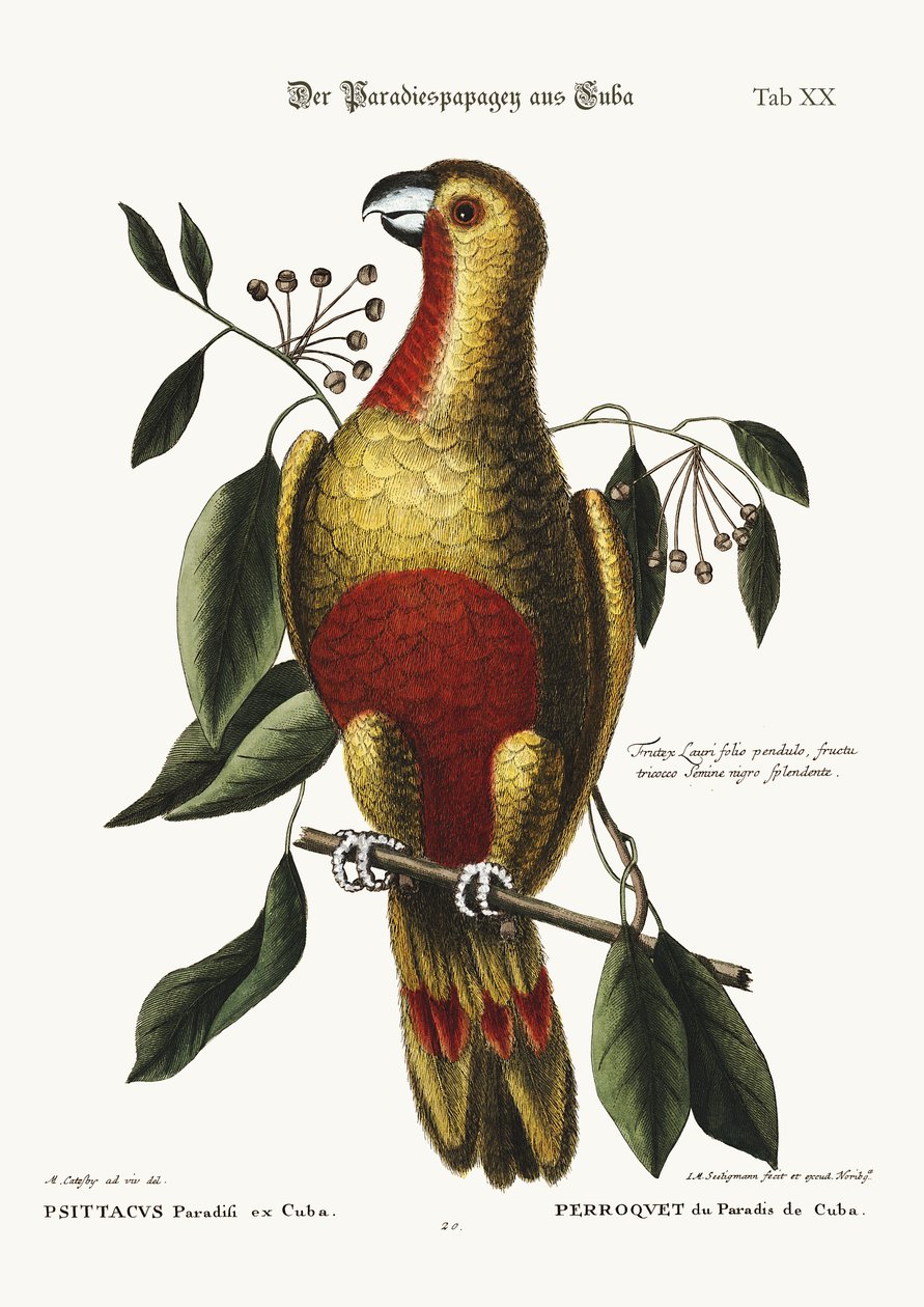 Papegojan från Kubas paradis, 1749-73 av Mark Catesby