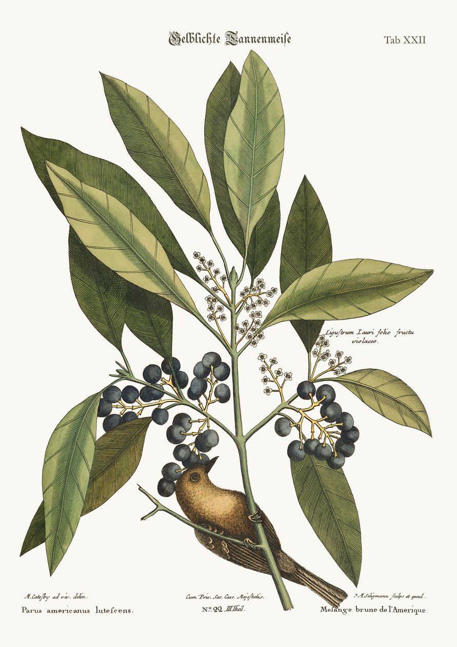 Tallkryparen, 1749-73 av Mark Catesby