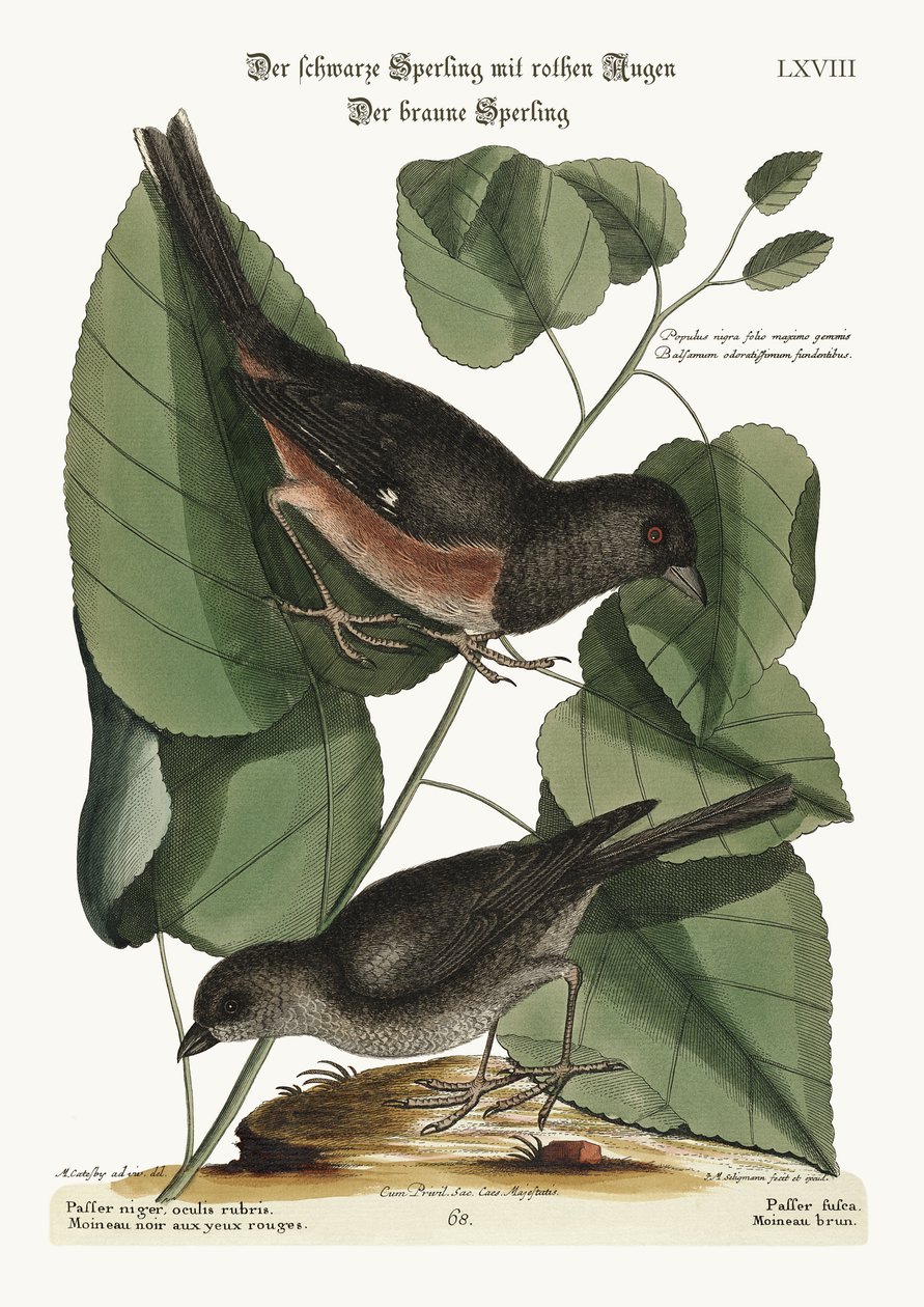 The Towhe Bird. The Cowpen Bird, 1749-73 av Mark Catesby