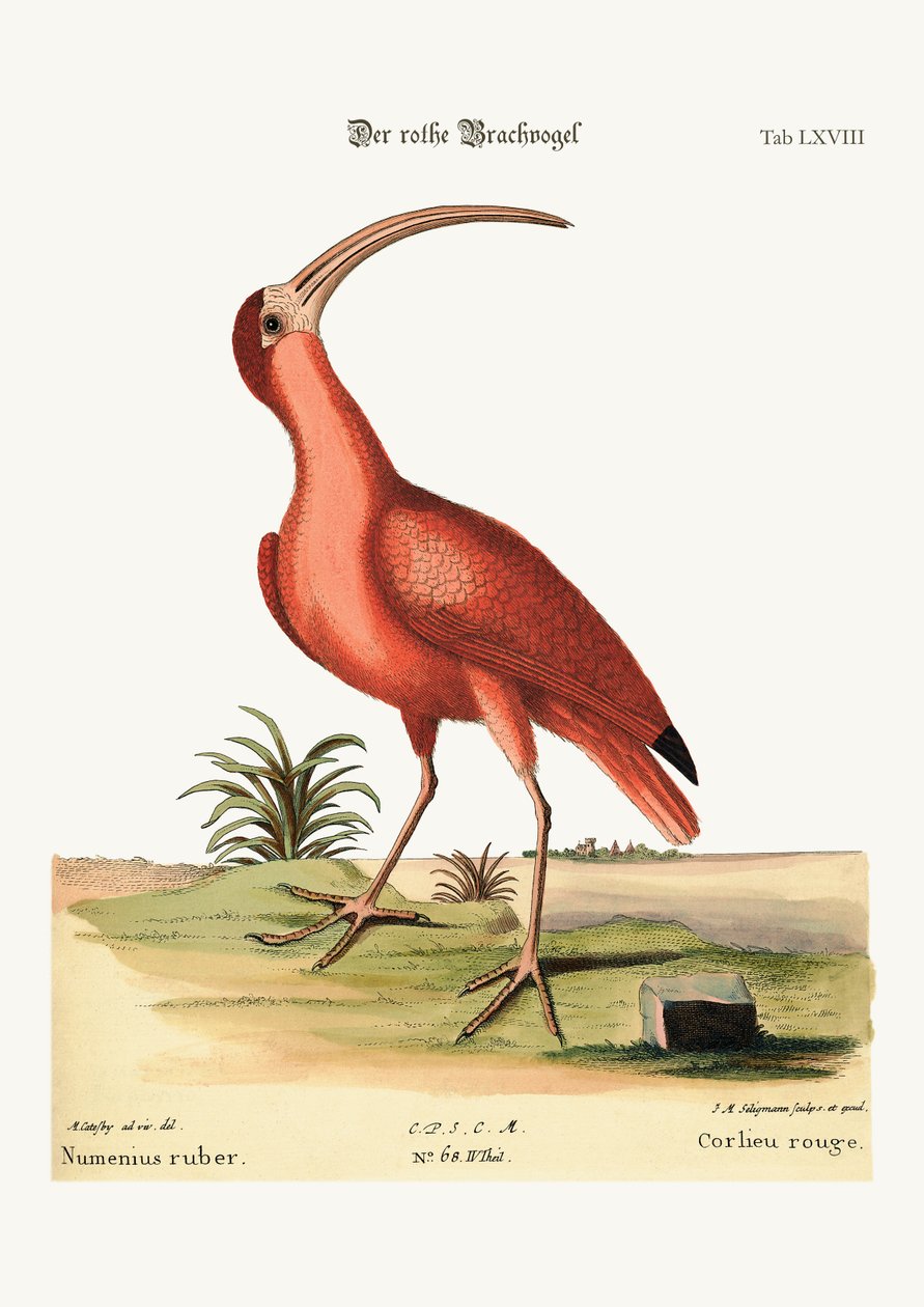 Den röda curlew, 1749-73 av Mark Catesby