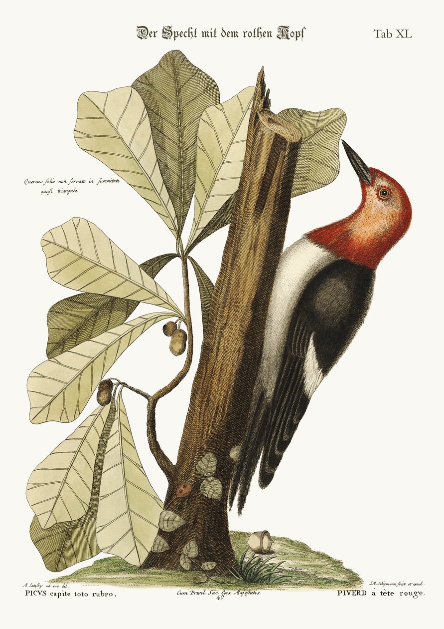 Den rödhåriga hackspetten, 1749-73 av Mark Catesby