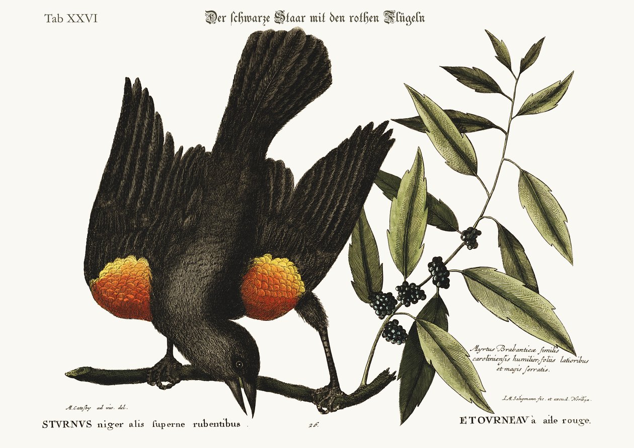 Den rödvingade staren, 1749-73 av Mark Catesby