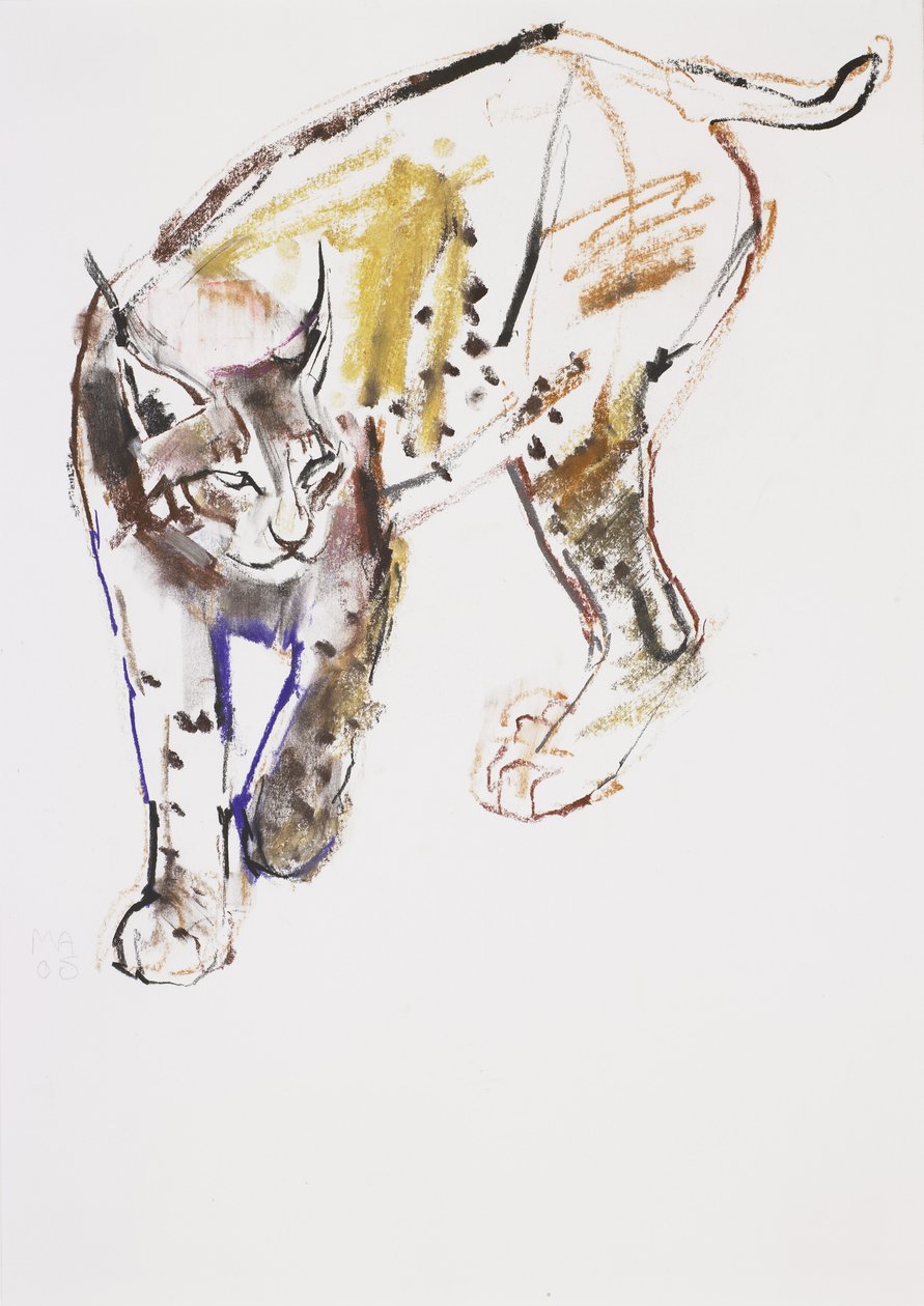 European Lynx (charcoal und conte på papper) av Mark Adlington