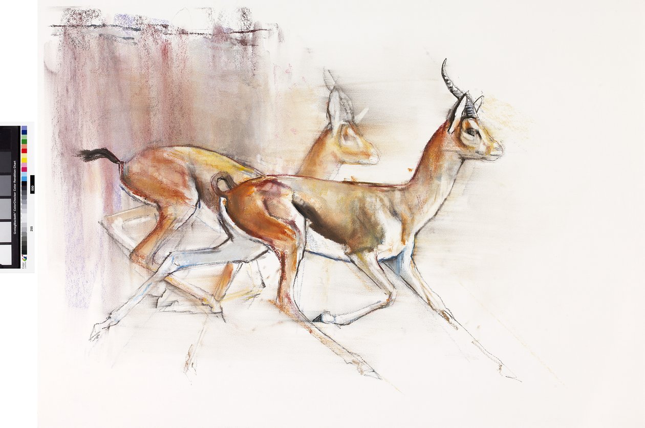 Running Arabian Gazelles, 2010 (olja på papper) av Mark Adlington