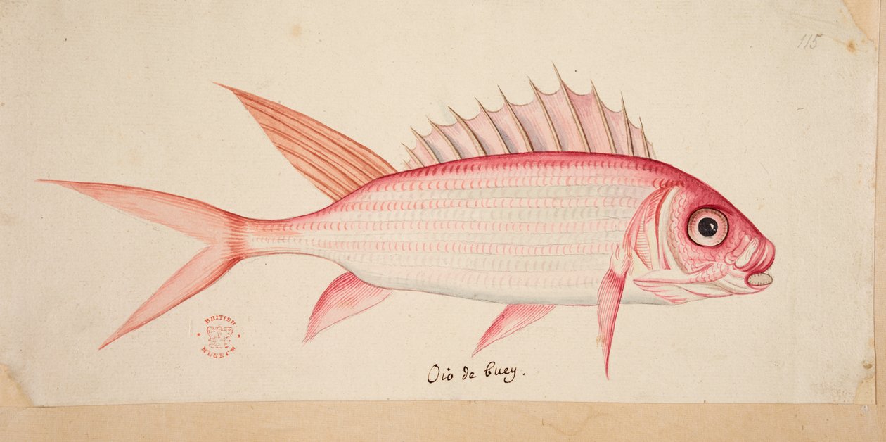 En fisk. av Mark Catesby