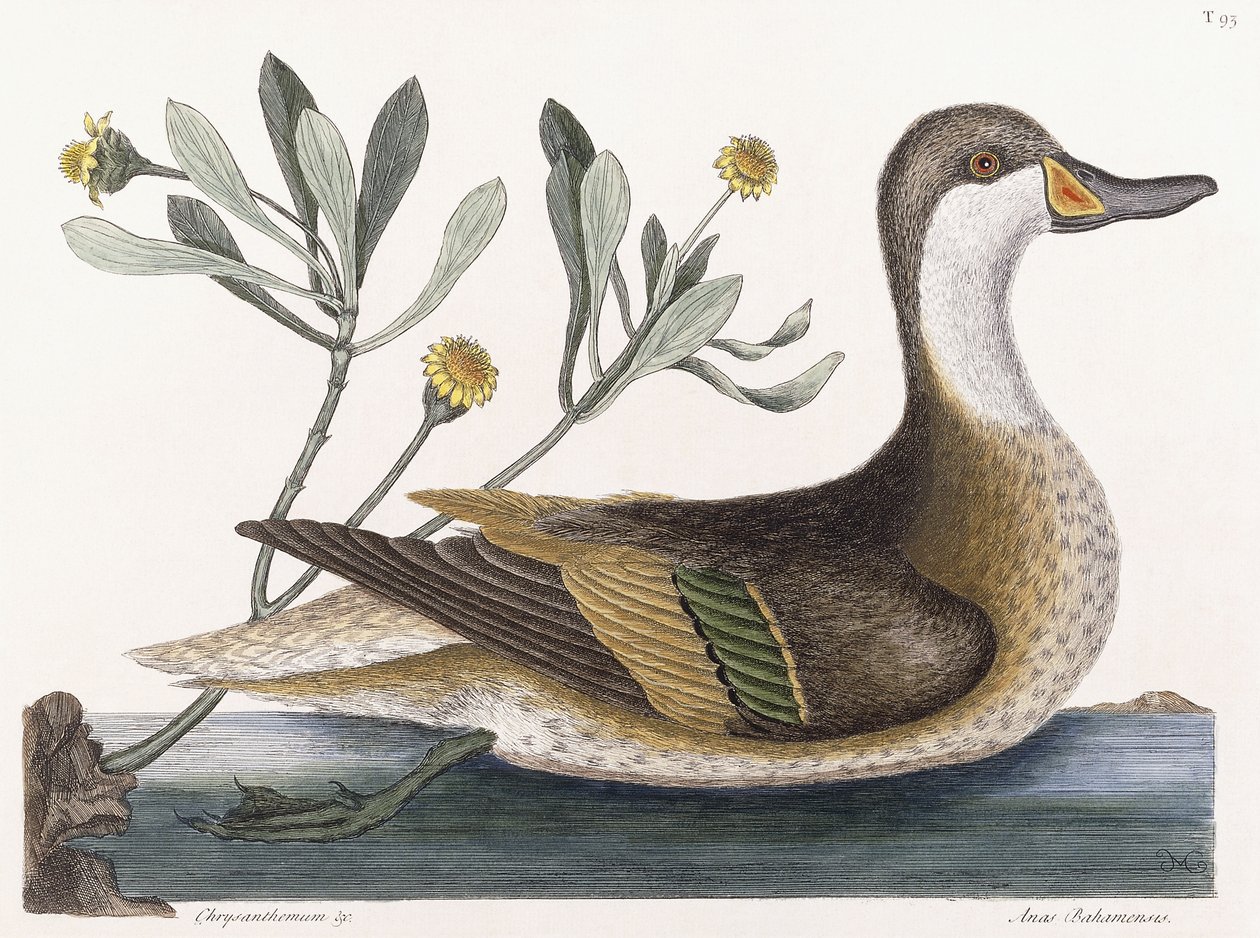 Krysantemum &c av Mark Catesby