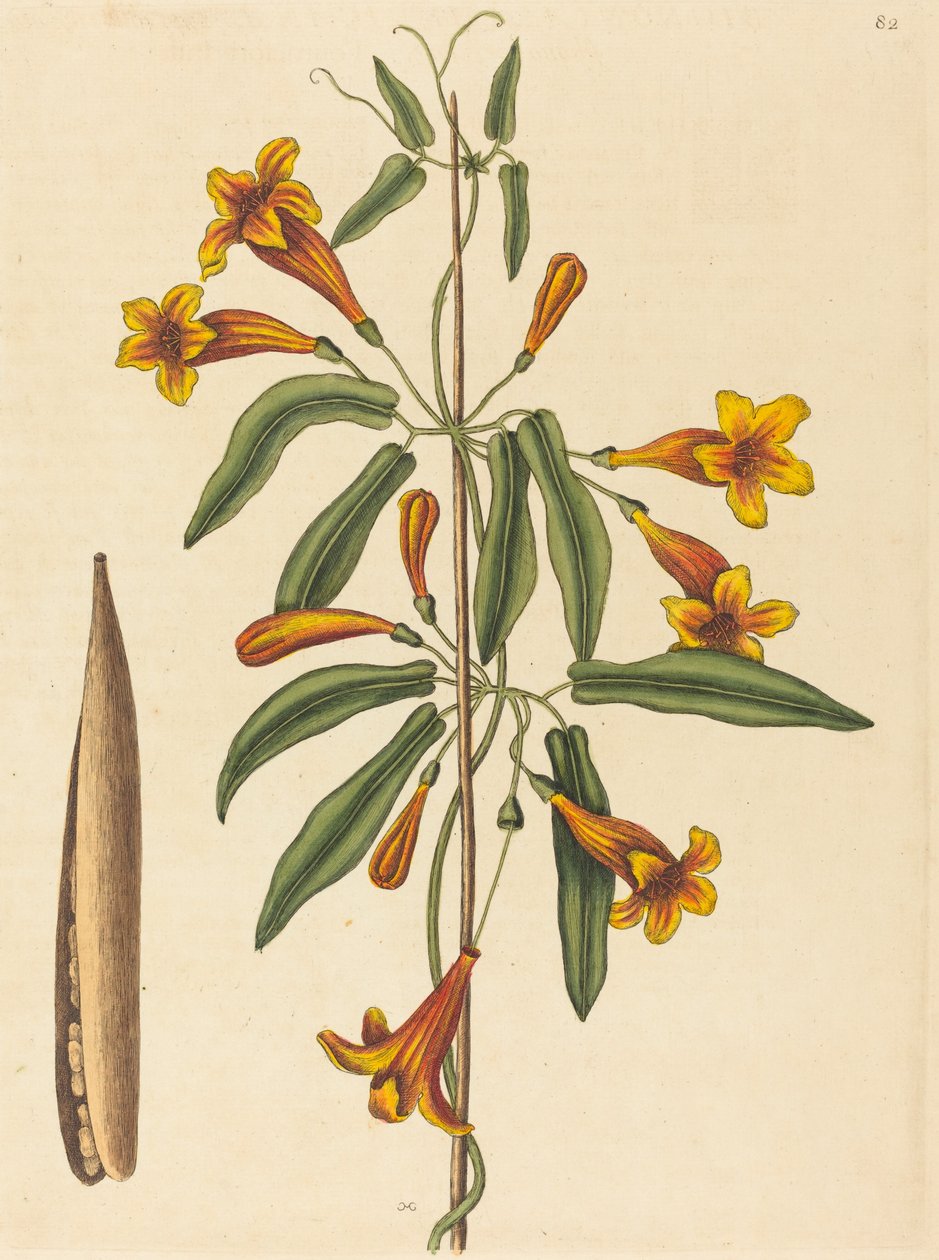 Cross-vine Bignonia capreolata, publicerad 1754. av Mark Catesby
