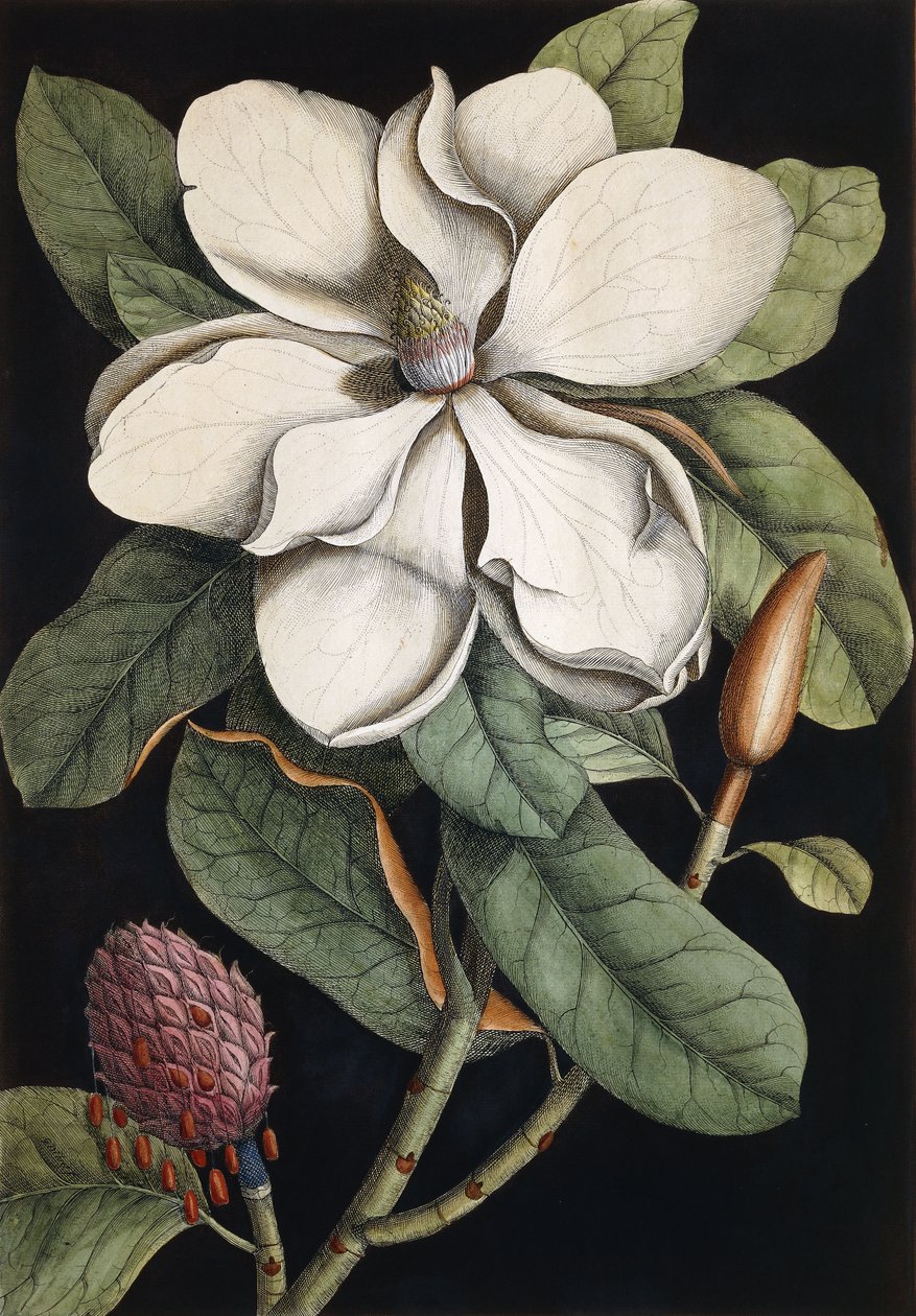 Laurel Tree, 1731-1743 av Mark Catesby