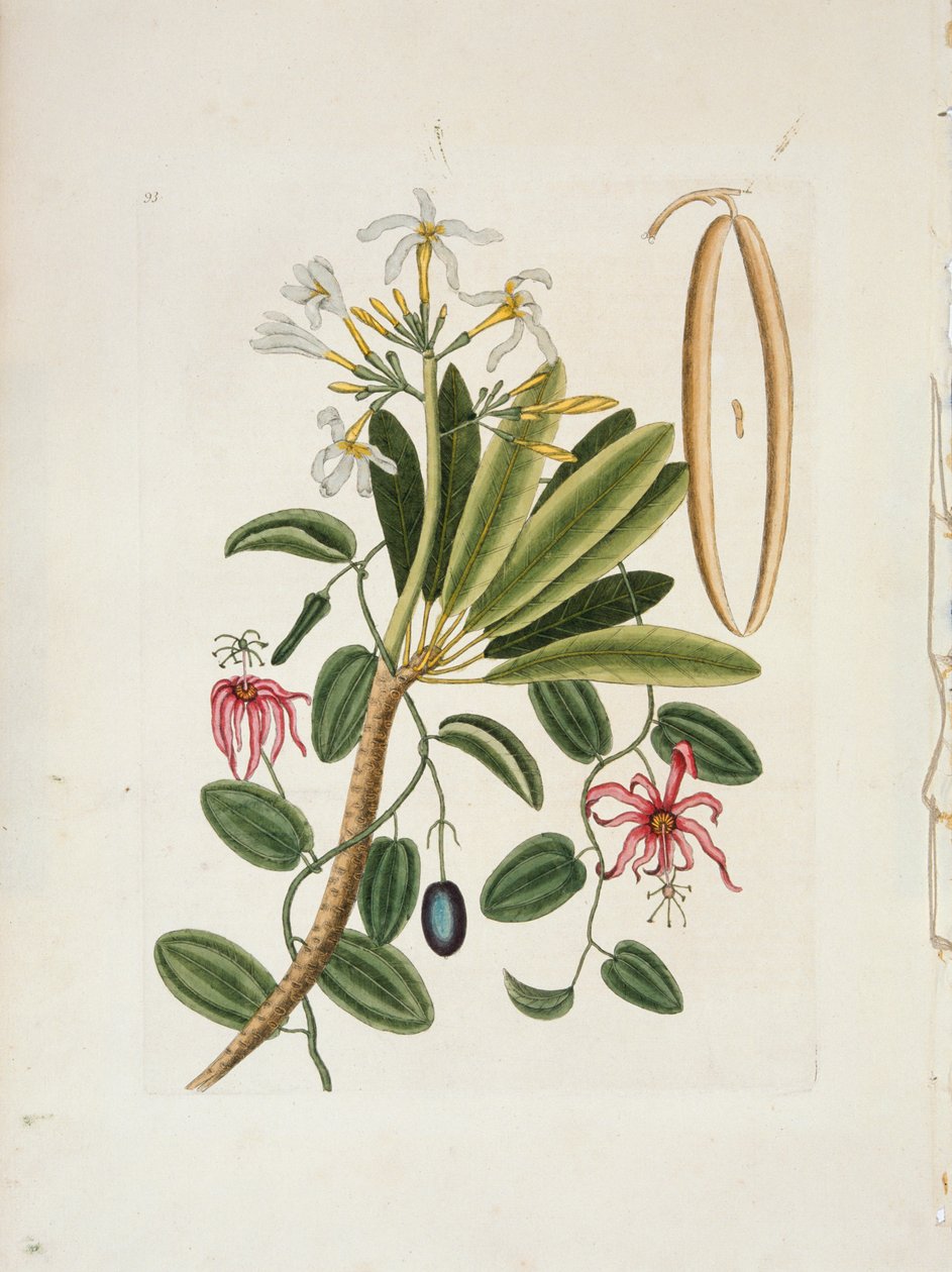 Plumeria obtusa L. Singapore Frangipani, c1700-1740. av Mark Catesby