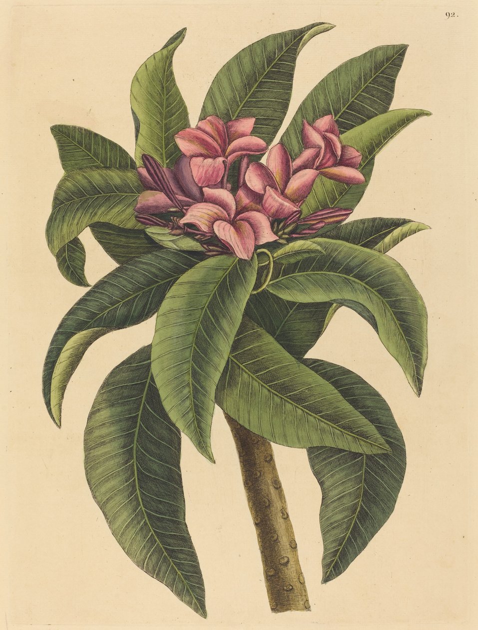 Röd Frangipanni Plumeria rubra, publicerad 1731-1743. av Mark Catesby