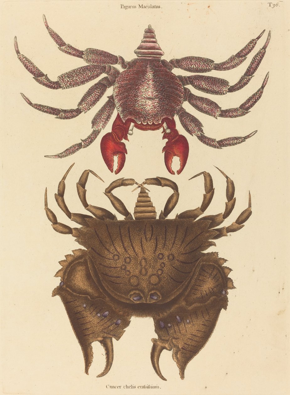 Röd fläckig stenkrabba (Cancer grapsus) av Mark Catesby