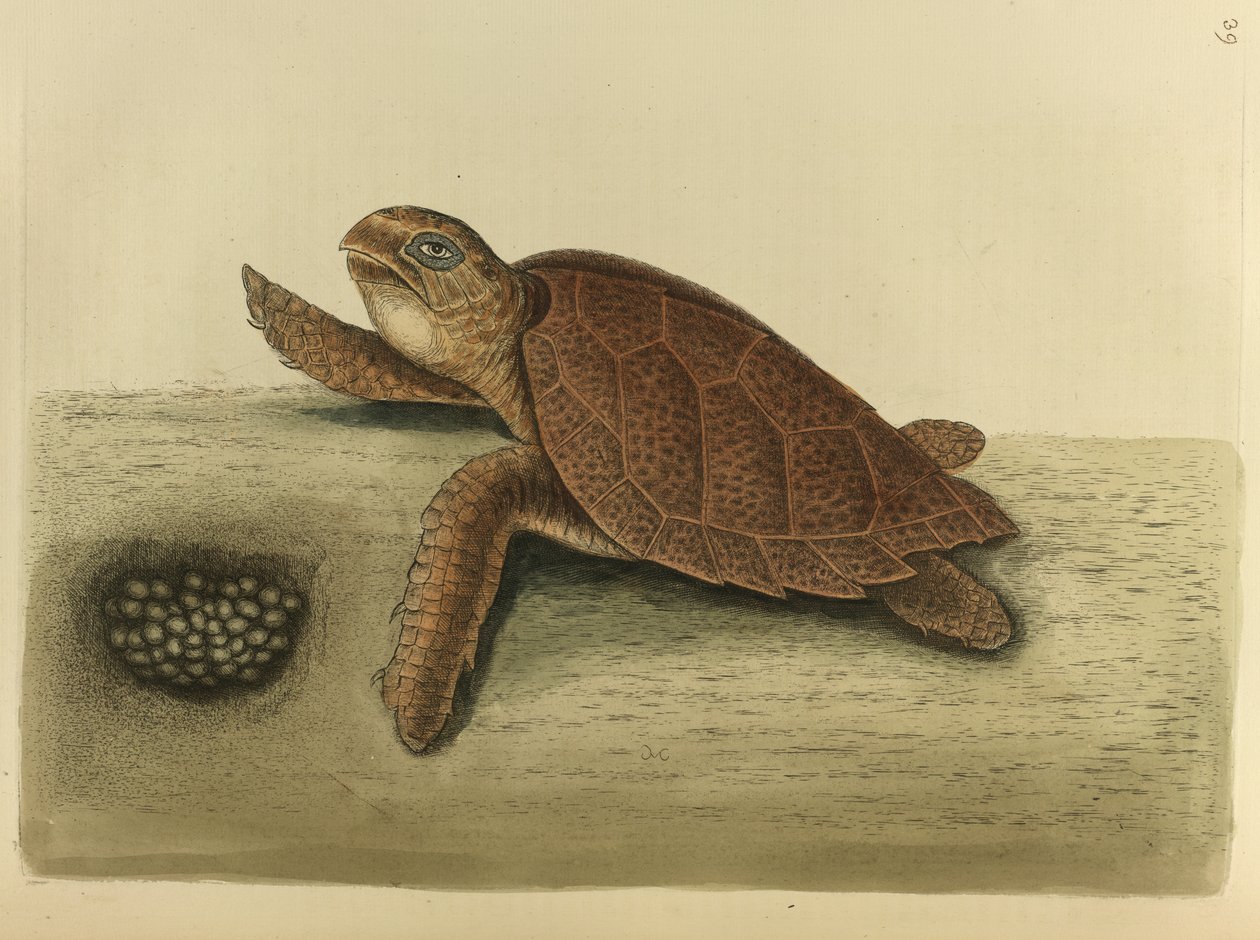 Testudo caretta. Hawks-bill sköldpaddan av Mark Catesby