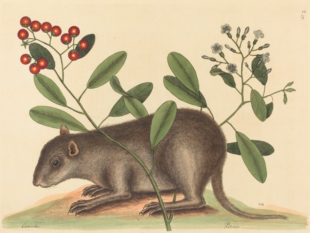 Bahama Coney Mus Monax, publicerad 1754. av Mark Catesby