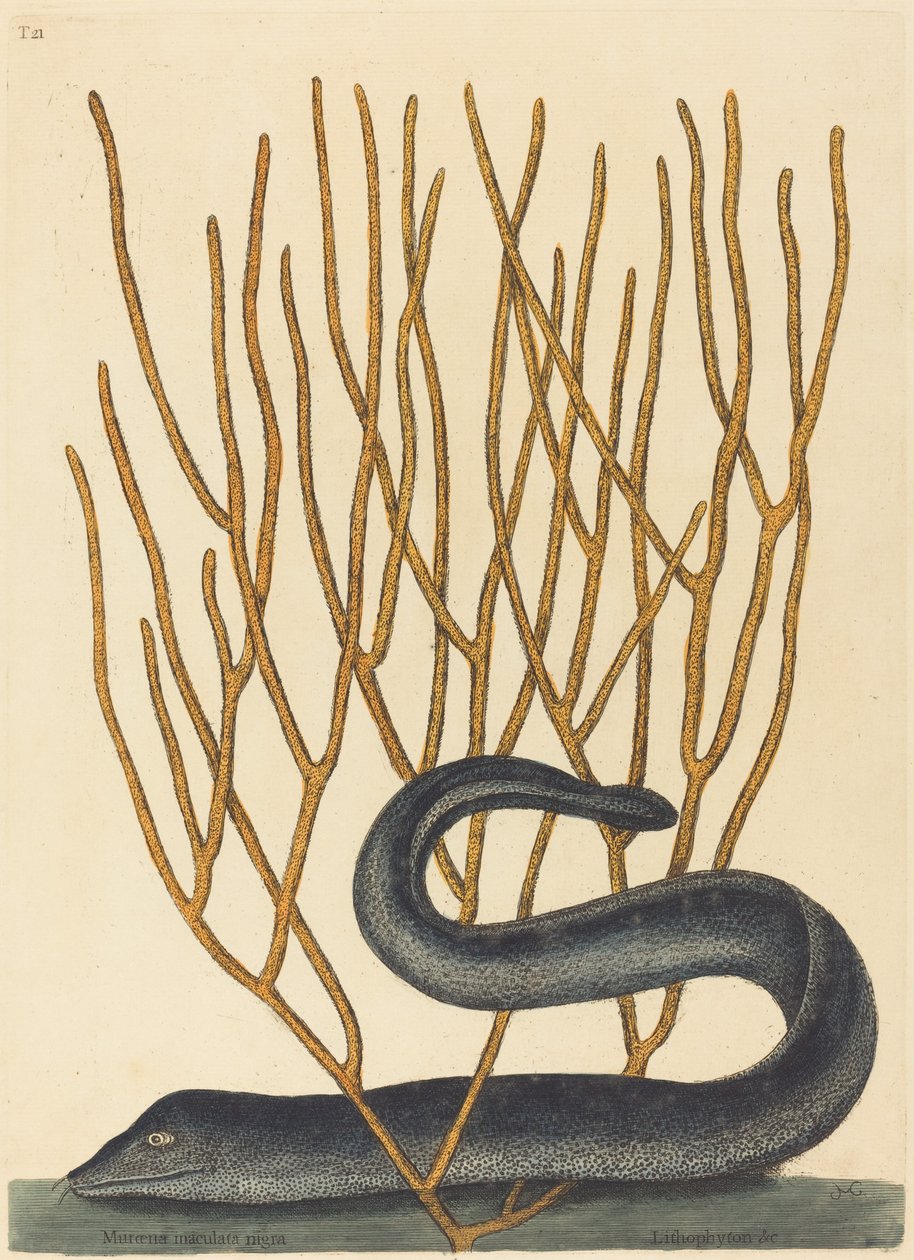 Den svarta Murayen av Mark Catesby